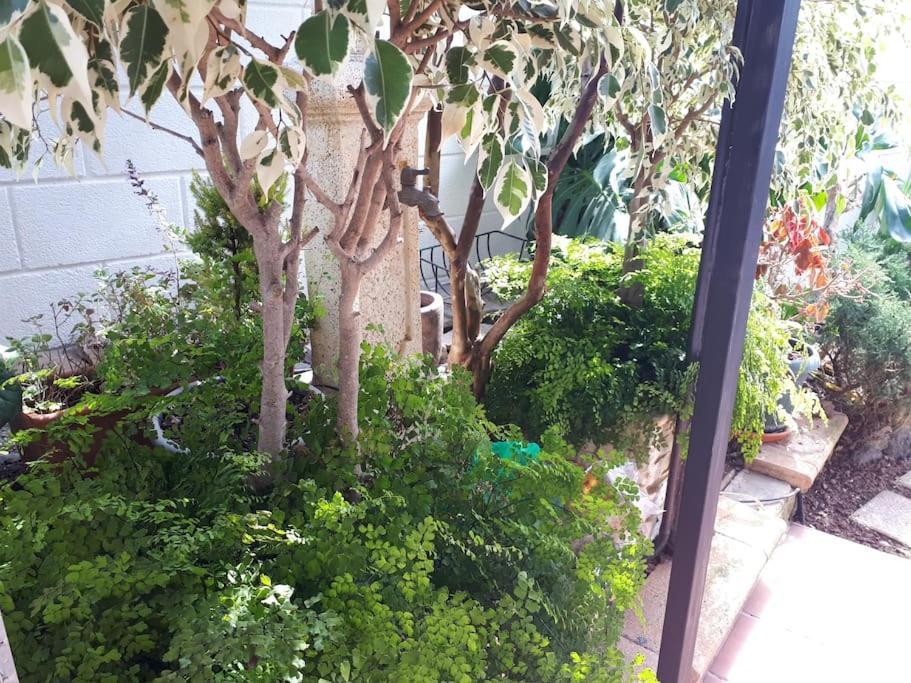 Apartamento Tranquilo En Una Casa Con Jardin サン・クリストバル・デ・ラ・ラグーナ エクステリア 写真
